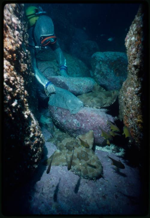 Scuba diver testing out the chainmail suit (mesh suit) in early experiments using wobbegong sharks 