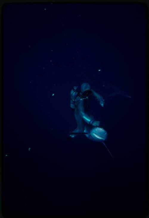 Scuba diver testing out the chainmail suit (mesh suit) in experiment using blue sharks 