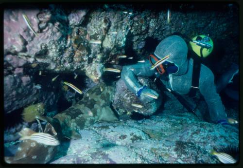 Scuba diver testing out the chainmail suit (mesh suit) in early experiments using wobbegong sharks 