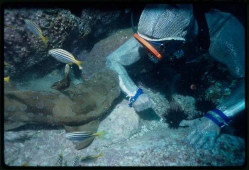 Scuba diver testing out the chainmail suit (mesh suit) in early experiments using wobbegong sharks 