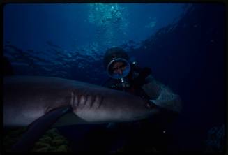 Underwater medium shot of Valerie Taylor in full mesh suit with Greynurse Shark