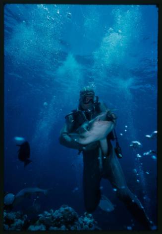Underwater shot above reef bed of scuba diver Mike McDowell holding a Whitetip Reef Shark feeding on a fish, with second shark and Black Surgeonfish in background
