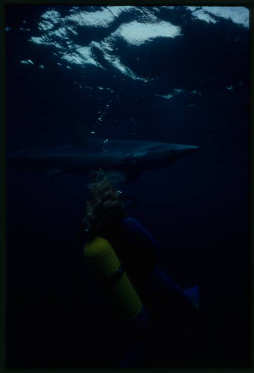 Underwater shot of a Blue Shark and Valerie Taylor scuba diving near surface