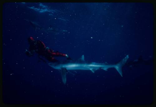 Scuba diver testing out the chainmail suit (mesh suit) in experiment using blue sharks 