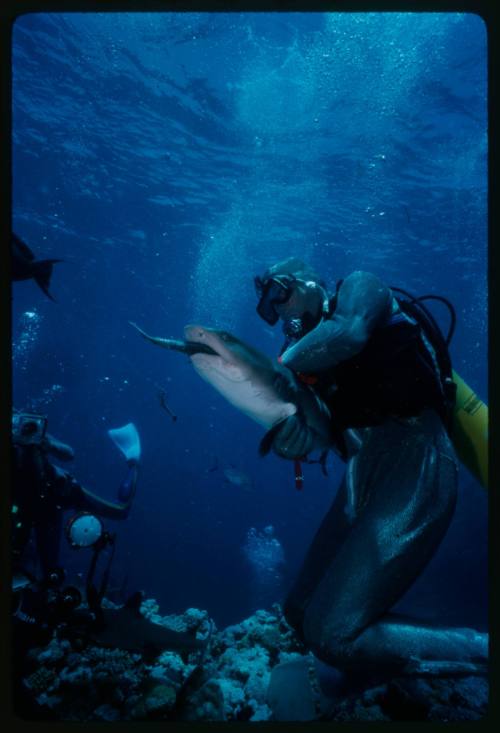 Underater shot of scuba diver in full mesh suit holding a Whitetip Reef Shark with two scuba divers in background holding camera equipment