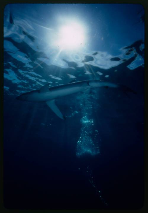 Underwater shot of Blue Shark near surface with bright sun flare