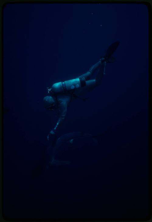 Scuba diver testing out the chainmail suit (mesh suit) in experiment using blue sharks 