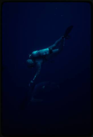 Underwater shot of scuba diver in full mesh suit holding a fish out towards a Blue Shark