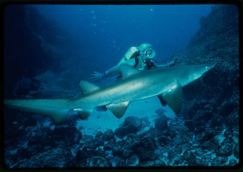 Valerie Taylor scuba diving testing out the chainmail suit (mesh suit) in early experiments using grey nurse sharks