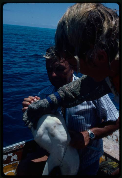 Testing the pressure of a shark bite while experimenting with the efficacy of the chainmail suit (mesh suit). The shark was then released. 