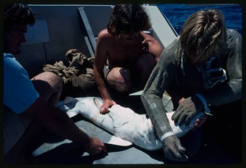 Scuba diver testing out the chainmail suit (mesh suit) in experiment using blue sharks 