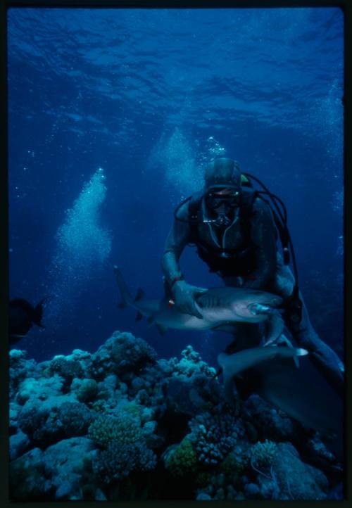 Underwater shot above reef bed of scuba diver Mike McDowell holding a Whitetip Reef Shark feeding on a fish, with second shark and Black Surgeonfish in foreground