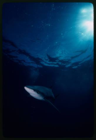 Underwater shot of Blue Shark near water surface with sun flare