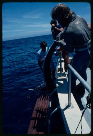 Four people around hull of boat, one holding a Blue Shark overboard by the tail