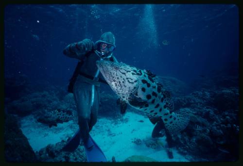 Underwater shot at sea floor of scuba diver in full mesh suit with a Potato Grouper