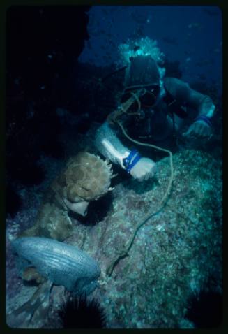 Underwater shot at sea floor of scuba diver in full mesh suit leaning over rock with forearm out towards a Spotted Wobbegong's head and a dangling rope