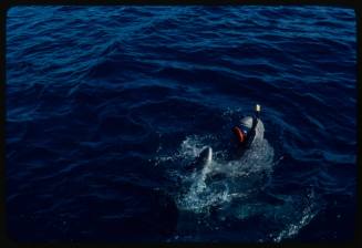 Scuba diver testing out the chainmail suit (mesh suit) in experiment using blue sharks 