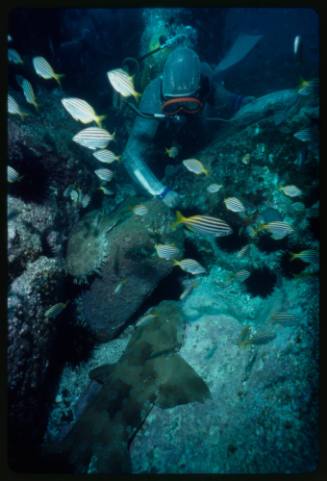 Underwater shot at sea floor of scuba diver in full mesh suit leaning over rock with forearm out towards two Spotted Wobbegongs and school of Australian Mado