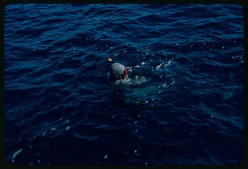 Scuba diver testing out the chainmail suit (mesh suit) in experiment using blue sharks 