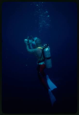 Scuba diver testing out the chainmail suit (mesh suit) in experiment using blue sharks 