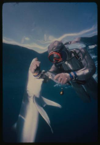 Underwater shot at water surface of scuba diver Jerimiah in full mesh suit holding a mesh covered mackeral and other forearm in Blue Shark's mouth