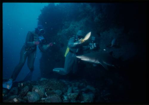 Scuba diver testing out the chainmail suit (mesh suit) in early experiments using grey nurse sharks