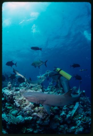 Underwater shot above reef bed of Whitetip Reef Shark in foreground and scuba diver in full mesh suit with a Whitetip Reef Shark and large fish in background