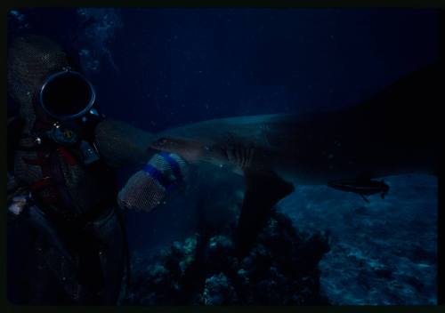 Underwater medium shot of Valerie Taylor in full mesh suit with Whitetip Reef Shark biting her forearm