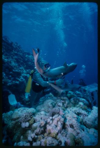 Underwater shot above reef bed of two Whitetip Reef Sharks, milk carton crate and a scuba diver in full mesh suit with a second scuba diver in background