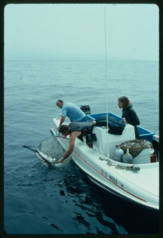 Small boat on water with three people, two of them holding a large net capturing a Blue Shark