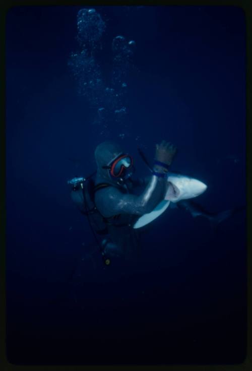 Scuba diver testing out the chainmail suit (mesh suit) in experiment ...