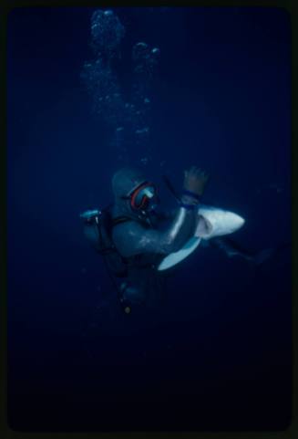 Scuba diver testing out the chainmail suit (mesh suit) in experiment using blue sharks 