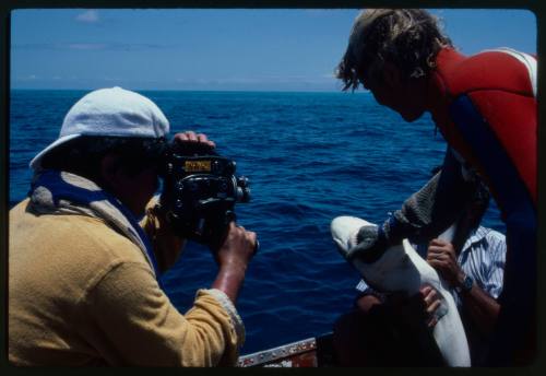 Testing the pressure of a shark bite while experimenting with the efficacy of the chainmail suit (mesh suit). The shark was then released. 