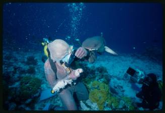 Underwater medium shot of Valerie Taylor in full mesh suit with Whitetip Reef Shark head by her wrist and second scubadiver holding camera equipment