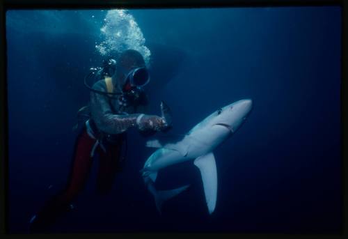 Underwater shot of Valerie Taylor in top half mesh suit holding a fish ...