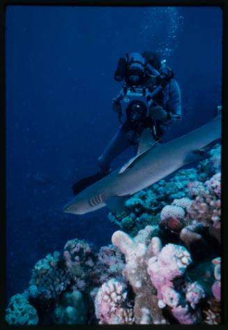 Underwater shot above reef bed of Whitetip Reef Sharks and a scuba diver holding camera gear aimed at shark