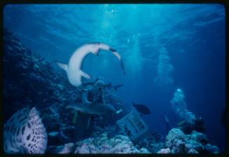 Underwater shot above reef bed of two Whitetip Reef Sharks, milk carton crate and a scuba diver in full mesh suit with a second scuba diver in background