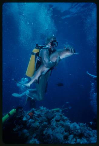 Underwater shot above reef bed of scuba diver Mike McDowell holding a Whitetip Reef Shark with fish in mouth and Mike's hand on it's head, with three other scubadivers in background
