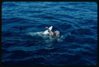 Shot of water surface with scuba diver in mesh suit with wrist being bitten out of water by a Blue Shark and second shark's dorsal fin out of water