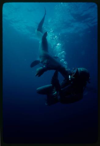 Scuba diver testing out the chainmail suit (mesh suit) in experiment using blue sharks 