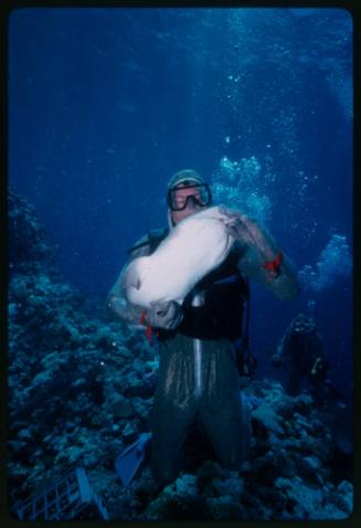 Underwater shot above reef bed of scuba diver Mike McDowell holding a Whitetip Reef Shark feeding on a fish, milk carton crate and a second scuba diver in background