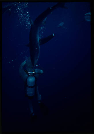 Underwater shot of back of scuba diver in full mesh suit with Blue Shark