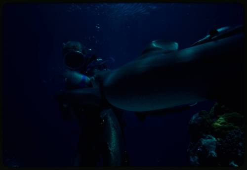 Underwater shot near reef bed of Valerie Taylor in full mesh suit with shark body in foreground