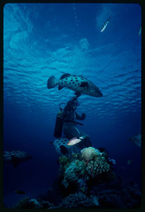 Underwater shot near reef bed of Valerie Taylor in full mesh suit with four Potato Groupers