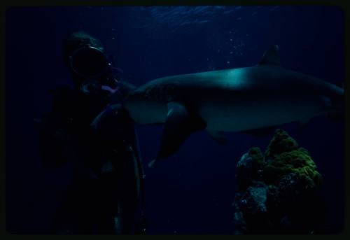 Underwater shot near reef bed of Valerie Taylor in full mesh suit with Whitetip Reef Shark