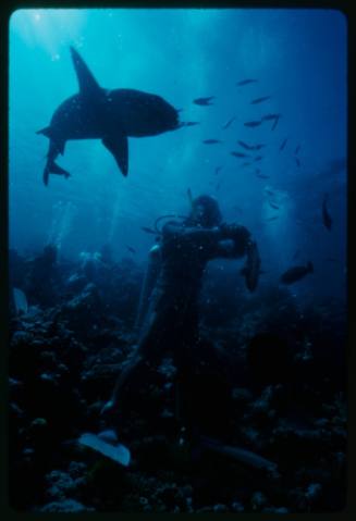 Underwater shot of reef bed of with scuba diver in full mesh suit standing reef with a Whitetip Reef Shark and school of fish
