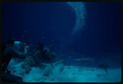 Underwater shot at sandy seafloor of the back of scuba diver in full mesh suit filming a school of sharks