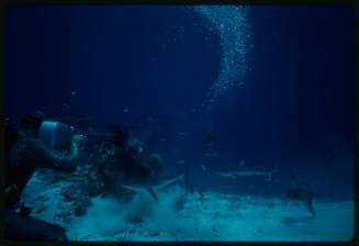 Underwater shot at sandy seafloor of the back of scuba diver in full mesh suit filming a school of sharks