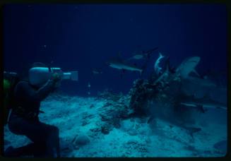 Underwater shot at sandy seafloor of the side of scuba diver kneeling in full mesh suit filming a school of sharks