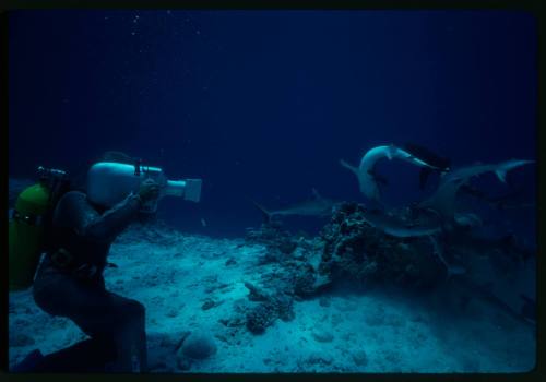 Underwater shot at sandy seafloor of the side of scuba diver kneeling in full mesh suit filming a school of sharks